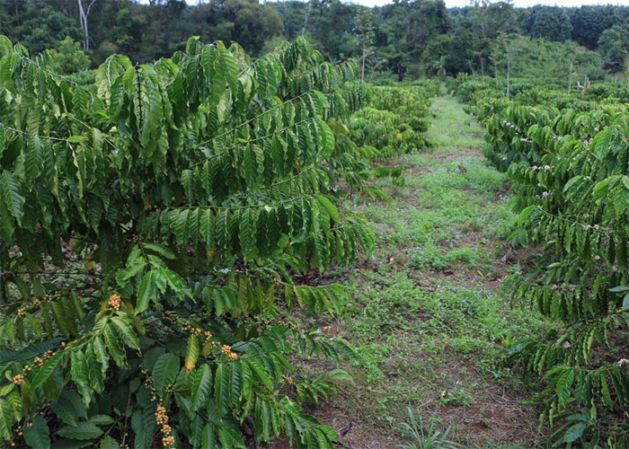 ចំការកាហ្វេ មណ្ឌលគិរី  ( Coffee Farm Mondulkiri)