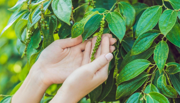 Pepper Farm Adventure by Mountain Full Day Tour - Kampot - Butterfly Tours