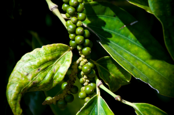 Half-Day Pepper Tour (Morning Shift) - Kampot - Butterfly Tours