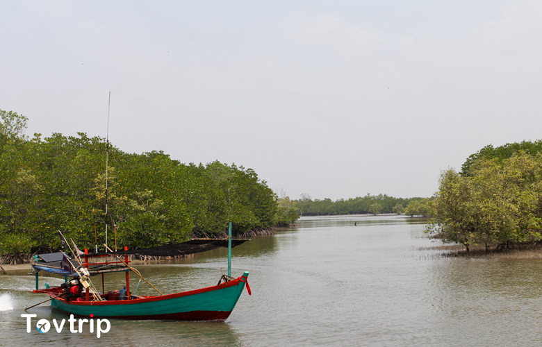 ព្រៃកោងកាង (Mangrove forest)