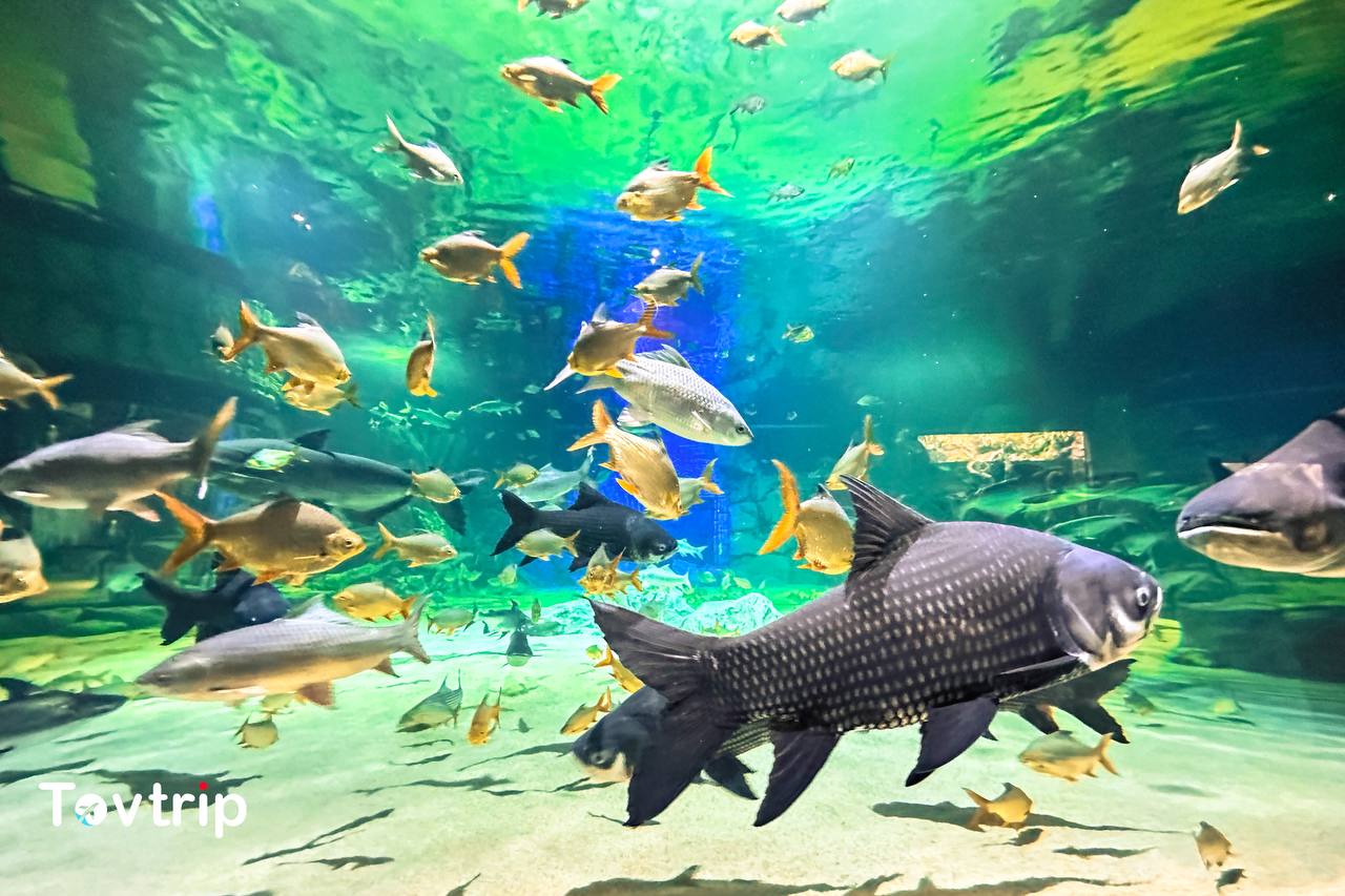 Angkor wildlife aquarium