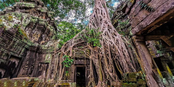 Big Half-day Tour in Siem Reap 8:00 Am to 12:00 Pm - Siem Reap - Tuk Tuk Tour Siem Reap