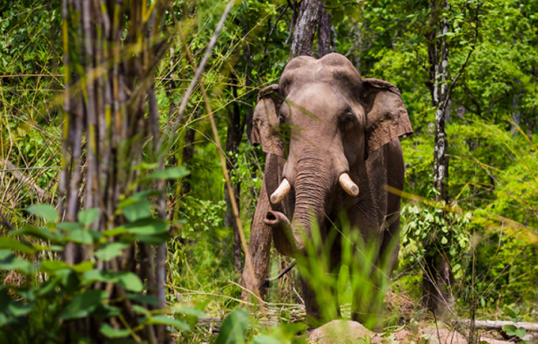 Full-Day Tour with Noelle and her mum - Ratanakiri - Airavata Elephant Foundation
